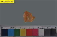 藏品(短指和尚蟹)的圖片